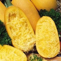 50 Vegetable Spaghetti Squash Winter Cucurbita Pepo Seeds Fast Ship Fresh USA SE - $14.45