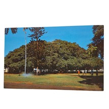 Postcard Famous Banyan Tree Lahaina Maui Hawaiian Islands Chrome Unposted - £5.50 GBP