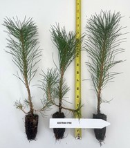 Austrian Pine 5-8” Potted Tree Landscape Christmas or Bonsai - £29.27 GBP