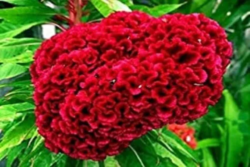 50 Seeds Ruby Red Cockscomb Celosia Argentea Cristata Garden - $7.98