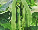 Lu Qing Romano Bean Seeds Pole Beans Light Green Flat Runner Roma Seed  - £4.72 GBP