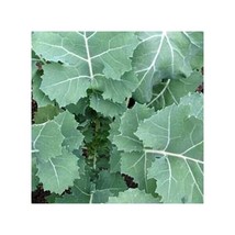 Seeds 1000 Premier Kale Seeds Early Hanover Nongmo Heirloom - £6.70 GBP