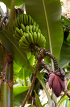 5 Pc Seeds Musa acuminata Fruit Plant, Banana Seeds for Planting | RK - £14.81 GBP