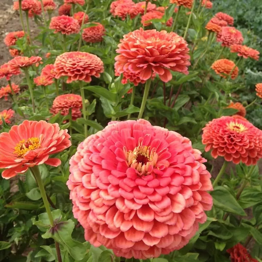 LWS Coral Zinnia Elegans Cut Flower Organic Non Gmo 100 Seeds Fast Shipping - £7.16 GBP