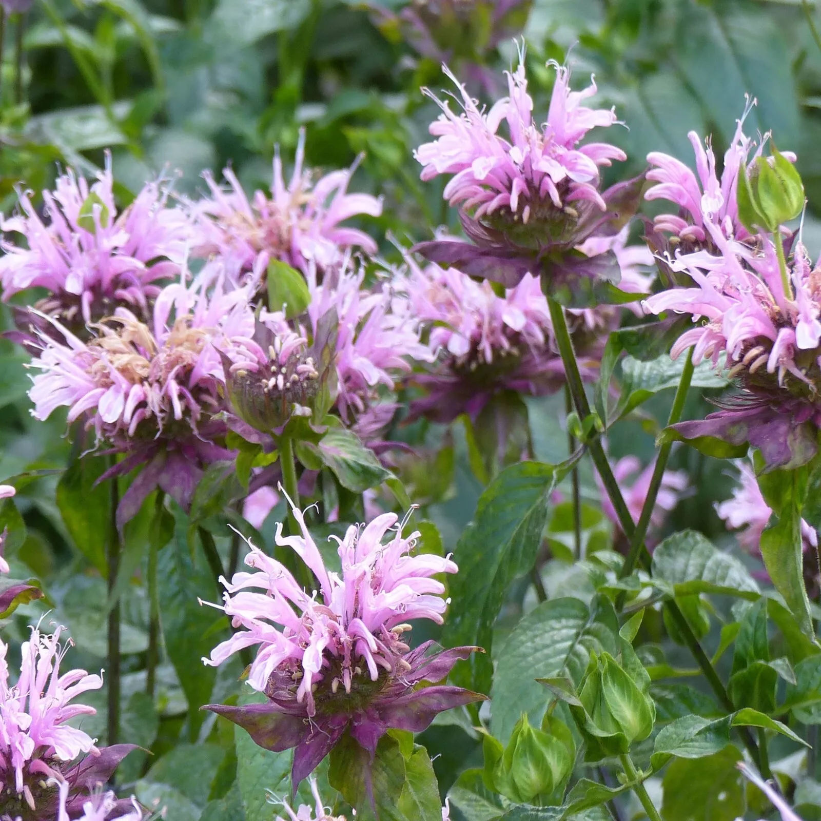 LWS Wild Bergamot Monarda Bee Balm Garden Planting 500 Seeds Fast Shipping - $168.42 MXN