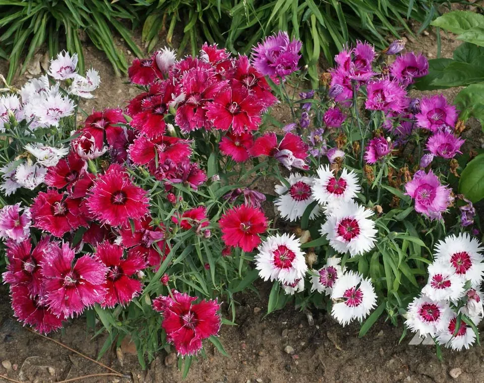Sweet William Dianthus 200 Seeds BABY DOLL Mix Pinks DWARF  - £7.84 GBP