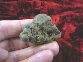 (pp463-19) Genuine Fossil TURTLE POOP Washington Coprolite DUNG  - WEIRD... - £12.46 GBP