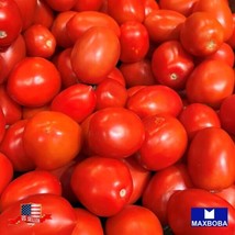 Nongmo 200 Roma Vf Tomato Seeds Heirloom Vegetable Garden Us Seller - £2.98 GBP