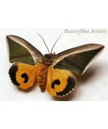 Fruit Piercing Leaf Mimic Moth Eudocima Salaminia Framed Entomology Shad... - $1,252.95 MXN