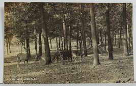 Elgin Illinois RPPC With The Deer Lord&#39;s Park Real Photo c1910 Postcard P3 - £11.83 GBP