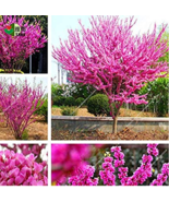 30Pcs Bag Bauhinia Seeds Cercis Chinensis Flower Seeds Chinese Redbud Tr... - $18.87 CAD