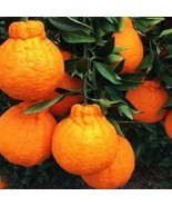 Shiranui Aka Grafted Tree Best Of Mandarin Orange Great Flavor Fruit 3Ft... - $170.00