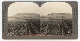 c1900&#39;s Real Photo Stereoview Cotton Field in The Rimac Valley in Peru Ecuador - £12.42 GBP