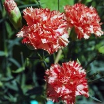 30 Carnation Avranchin Red/White Evergreen Perennial Flower Seeds GiftFr... - $8.35