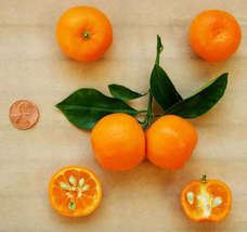 12-15&quot; Tall Live Plant, 5&quot; Pot Calamondin/Calamansi Orange Tree Citrus mitis - £80.53 GBP