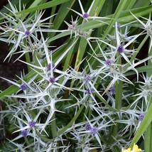 Seeds USA Seller Eryngium Variifolium Miss Marble Seeds - £7.86 GBP