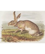 TEXAN HARE Audubon’s Texas Quadrupeds Print 11 x 14 Lithograph Plate CXX... - £17.44 GBP