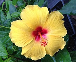 4 HAWAIIAN YELLOW HIBISCUS PLANT CUTTINGS ~ GROW HAWAII - £51.74 GBP