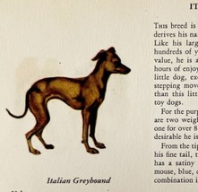 Italian Greyhound 1939 Dog Toy Breed Art Ole Larsen Color Plate Print PC... - $583.54 MXN