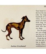Italian Greyhound 1939 Dog Toy Breed Art Ole Larsen Color Plate Print PC... - €26,04 EUR
