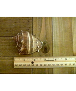 Melongena shell 3&quot; caribbean crown conch seashell beach ocean home decor - €18,10 EUR