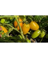 Banana Toes Tomato Seeds – Compact Heirloom, Paste-Style 3oz Fruit, 65 Days - $68.17 MXN+