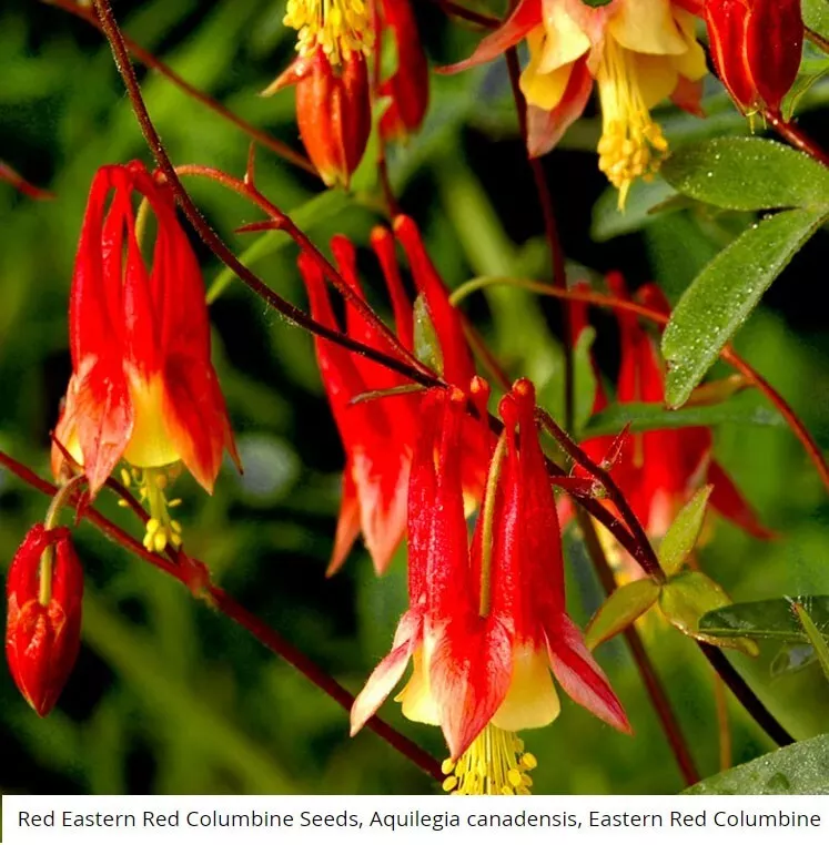 200 Seeds Columbine EASTERN RED Perennial PartShade Attracts Pollinators... - $7.98