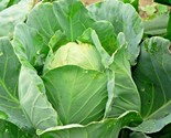 600 Seeds Jersey Wakefield Cabbage Seeds Heirloom Spring Fall Garden Con... - $8.99