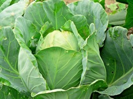 600 Seeds Jersey Wakefield Cabbage Seeds Heirloom Spring Fall Garden Container - £7.22 GBP