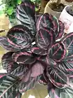  Edgy Pink Calathea Couture Flower Indoor or Outdoor Beautiful Plant 25+ Seeds - $7.00