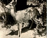 Vtg Postcard 1940s DOPS - Pacific Coast Black Tail Deer - Horns in Velve... - $6.09