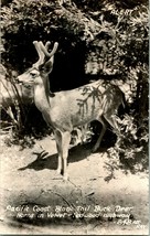 Vtg Postcard 1940s DOPS - Pacific Coast Black Tail Deer - Horns in Velvet Unused - £4.79 GBP