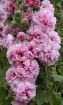 25 Pc Seeds Double Pink Hollyhock Flower, Hollyhock Seeds for Planting | RK - £14.81 GBP