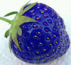 500Seeds Organic Blue Strawberry Antioxidant Seeds Delicious Plant Seed #Lt600 G - $16.54