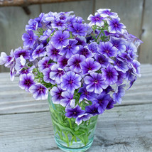 HS  100+ Blueberry Swirl Phlox Seeds For Garden Planting - USA  - £5.17 GBP