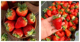 &#39;Akihime&#39; Series Red Strawberry Seeds 5 Bags (200 Seeds / Bag) - £16.71 GBP