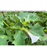 Jimsonweed Wildflower Sacred Datura 10 Seeds Datura wrightii Mojave Dese... - £7.87 GBP