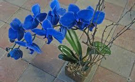 5 Blue Orchid Flower Seeds-1181A - $3.98