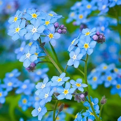 300+ FORGET ME NOT SEEDS CHINESE BLUE WILDFLOWER - $7.10