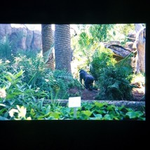 Gorilla In The Jungle Bushes at Zoo Found Slide Photo Original - £7.79 GBP