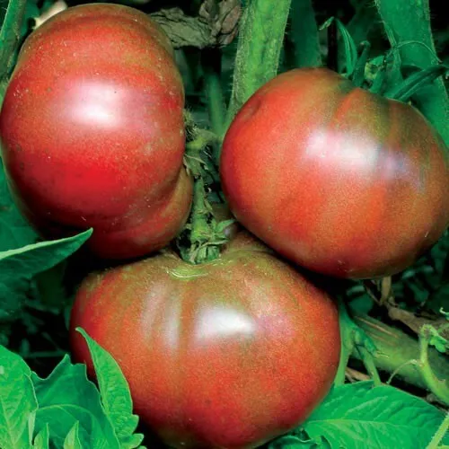 Fresh Black From Tula Tomato Seeds 50 Ct Vegetable Heirloom Non-Gmo - £5.87 GBP