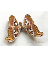 Snake Head Attacus Atlas Female XL Real Moth Framed Entomology Shadowbox - $196.94 CAD