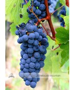 100 seeds Cabernet Sauvig Grape Seed Hardy Plant Seedling  - £8.27 GBP