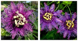 Passiflora Incarnata INCENSE Cincinnata~Starter Plant~Purple Flower Yell... - $42.99