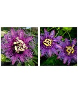 Passiflora Incarnata INCENSE Cincinnata~Starter Plant~Purple Flower Yell... - £33.80 GBP