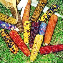 Mini Rainbow Popcorn Seeds Gardening Fresh Usa Shipping - $11.23