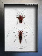 Lohita Grandis PAIR Red Face Bug Scream Creepy Real Beetles Entomology Shadowbox - £63.94 GBP
