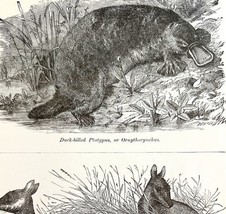 Platypus And Wallabies 1878 Victorian Medical Anatomy Print DWV6C - £23.91 GBP