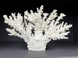 Pottery Barn Decorative Faux Branching Coral White 14.5 x 10.5 Inches - £46.77 GBP