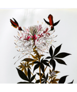 1979 Rufous Hummingbird Color Plate Print Audubon Birds Of America Art F15K - $555.10 MXN